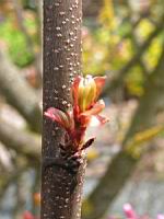 Arbre de Judee, Cercis siliquastrum (fam Caesalpiniacees) (Europe meridionale) (Photo F. Mrugala) (7)